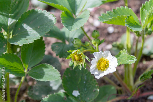 Strawberries bloom in the garden in early summer