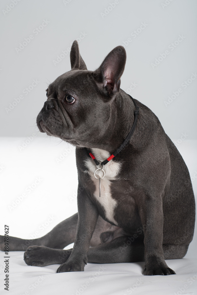 French bulldog portrait in studio sitting funny posing French bulldog portrait in studio sitting funny posing