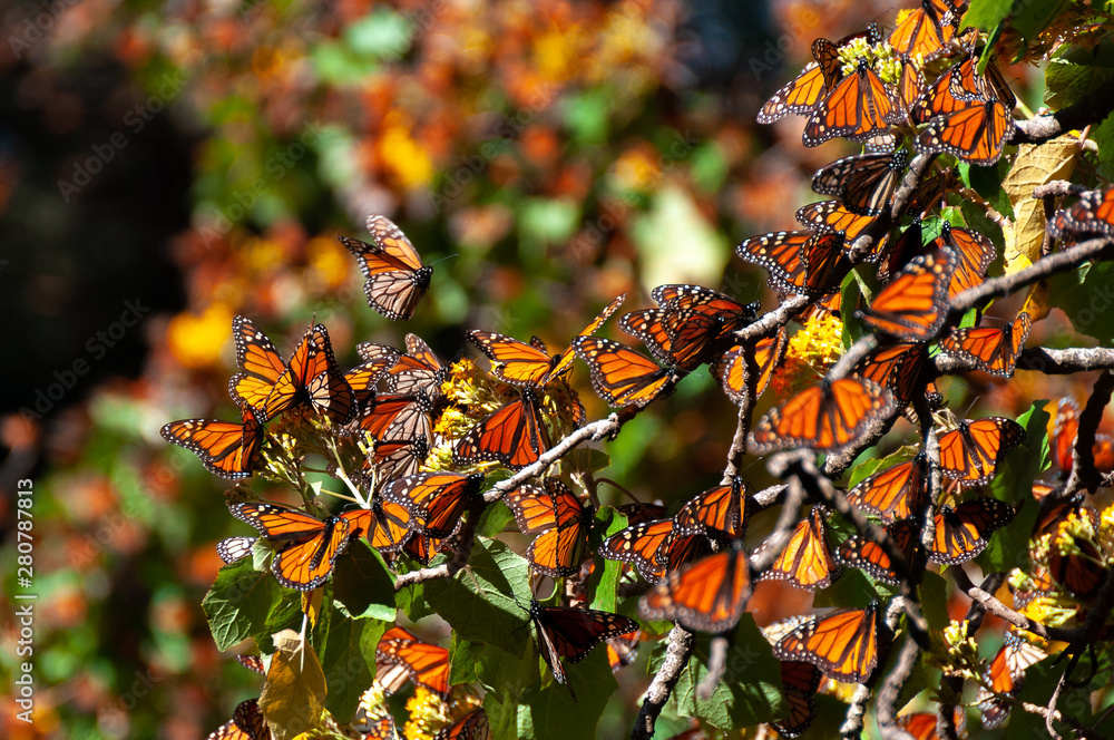 Monarch Butterfly Biosphere Reserve, Michoacan, Mexico