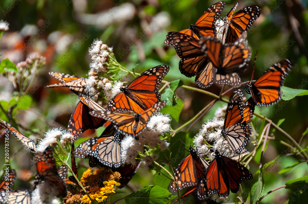 Monarch Butterfly Biosphere Reserve, Michoacan State, Mexico