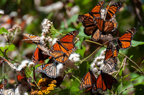 Obraz na płótnie Monarch Butterfly Biosphere Reserve, Michoacan State, Mexico w salonie