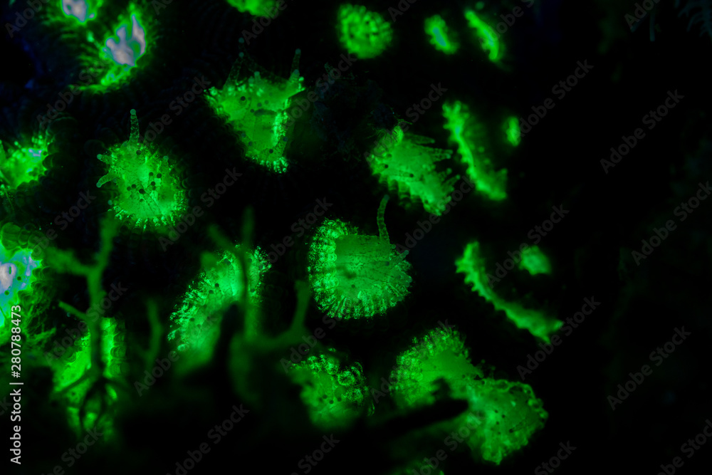 Fluorescence in marine life, Seabed in ultraviolet light Fluorescence in marine life, Seabed in ultraviolet light