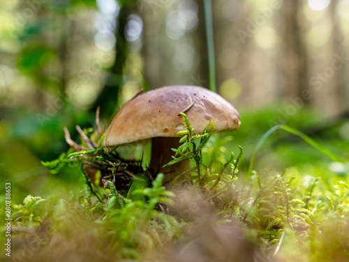 A blurry background version, wild mushrooms in the forest, autumn is the time of mushroom gathering, Latvia © ANDA