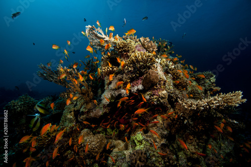 Underwater Life at a reef