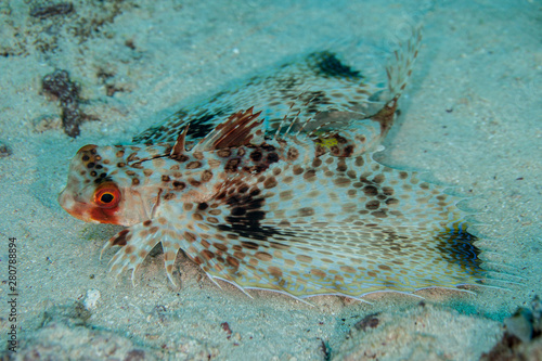 Dactyloptena orientalis, known commonly as the Oriental flying gurnard or purple flying gurnard among other vernacular names, is a species of marine fish in the family Dactylopteridae photo