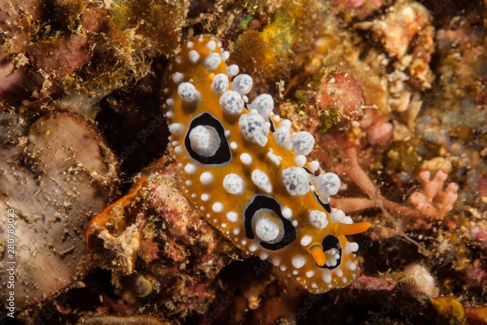 Phyllidia ocellata, sea slug, a dorid nudibranch Phyllidia ocellata, sea slug, a dorid nudibranch