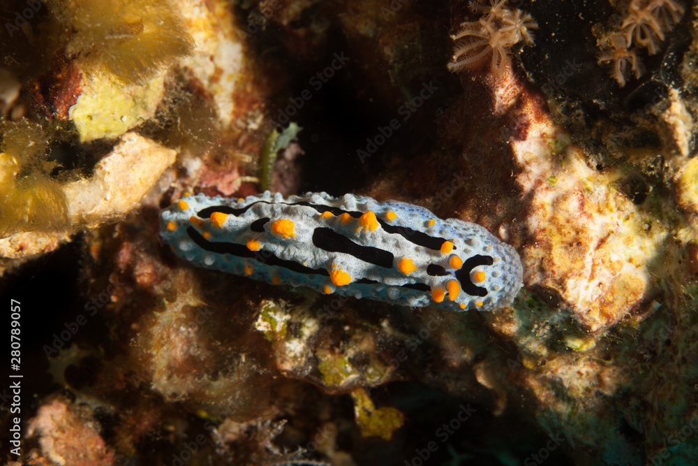 Fototapeta premium Phyllididia, sea slug, a dorid nudibranch