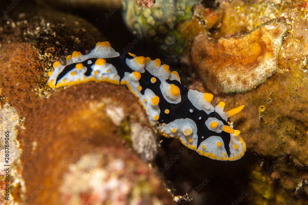 Phyllididia, sea slug, a dorid nudibranch Phyllididia, sea slug, a dorid nudibranch