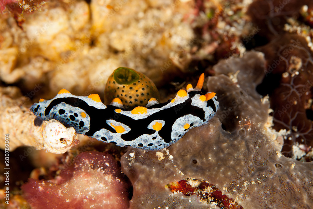 Phyllididia, sea slug, a dorid nudibranch Phyllididia, sea slug, a dorid nudibranch