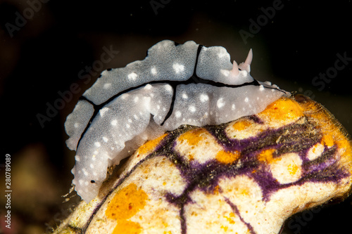 Phyllidiella, Phyllidia, sea slug, a dorid nudibranch photo