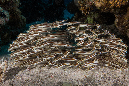 Plotosus lineatus, common name striped eel catfish photo