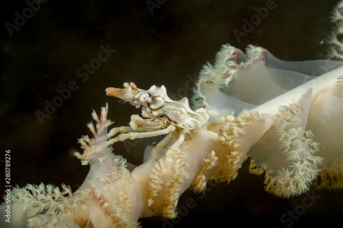 Whip Coral Spider Crab - Xenocarcinus tuberculatus photo