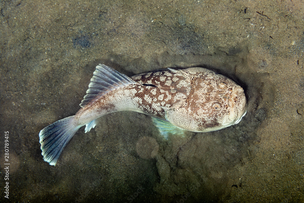 Whitemargin stargazer is a fish of family Uranoscopidae, widespread in ...