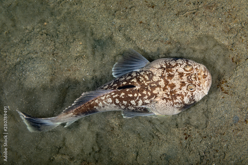 Whitemargin stargazer is a fish of family Uranoscopidae, widespread in ...
