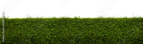 Long tree hedge or green leaves wall isolated on white background photo