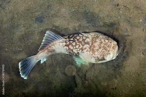 Fotografie Whitemargin stargazer is a fish of family Uranoscopidae, widespread in the Indop