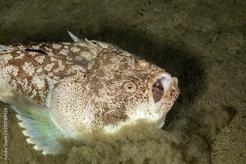 Foto Whitemargin stargazer is a fish of family Uranoscopidae, widespread in the Indop