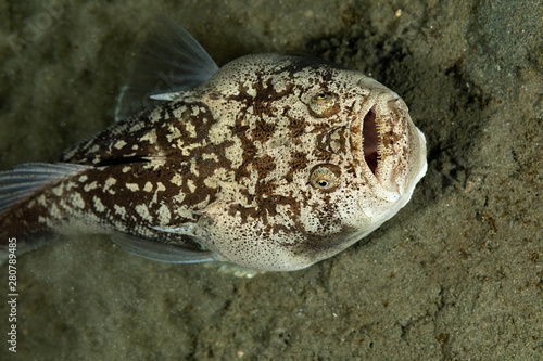 Wallpaper Mural Whitemargin stargazer is a fish of family Uranoscopidae, widespread in the Indop