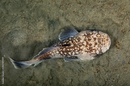 Obraz na plátně Whitemargin stargazer is a fish of family Uranoscopidae, widespread in the Indop