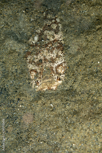 Fotografering Whitemargin stargazer is a fish of family Uranoscopidae, widespread in the Indop