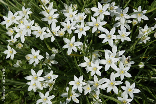 Anthericum liliago white flowers for landscape planting         