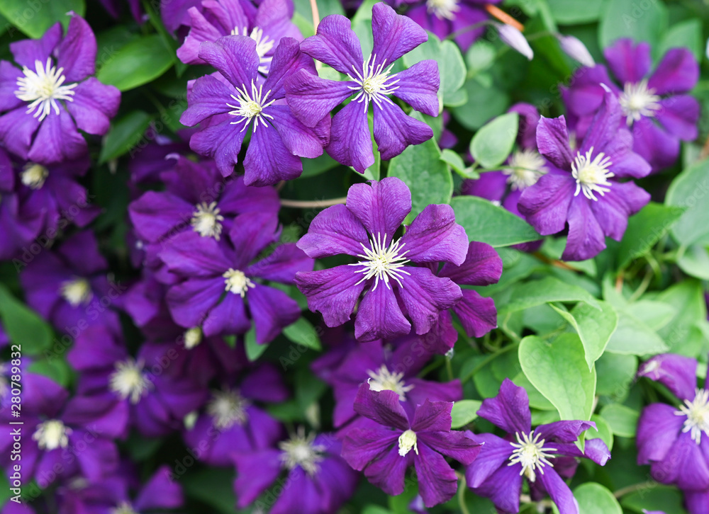 purple flowers are shown surrounded by green leaves