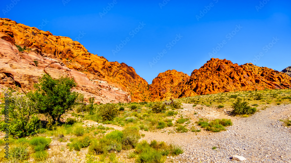 Fototapeta premium View of the Red Sandstone Mountains from the Ash Canyon Trail in Red Rock Canyon National Conservation Area near Las Vegas, Nevada, USA