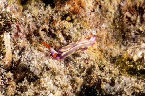 White-spotted Thuridilla, thuridilla albopustulosa, is a genus of sacoglossan sea slugs, shell-less marine opisthobranch gastropod mollusks in the family Plakobranchidae photo