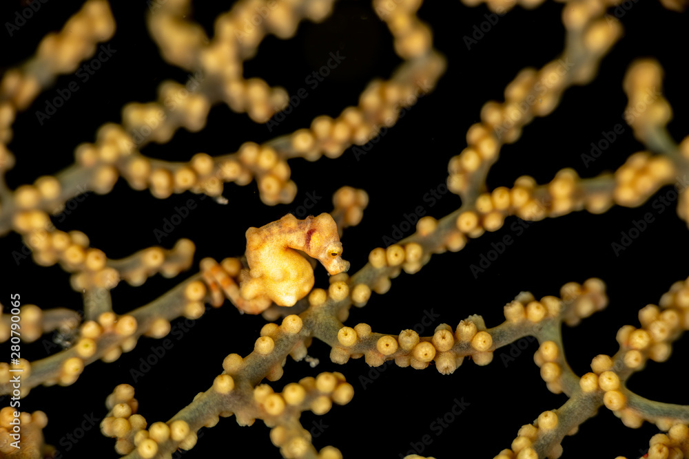 Yellow pygmy seahorse, Hippocampus denise, also known as Denise's pygmy seahorse Yellow pygmy seahorse, Hippocampus denise, also known as Denise's pygmy seahorse