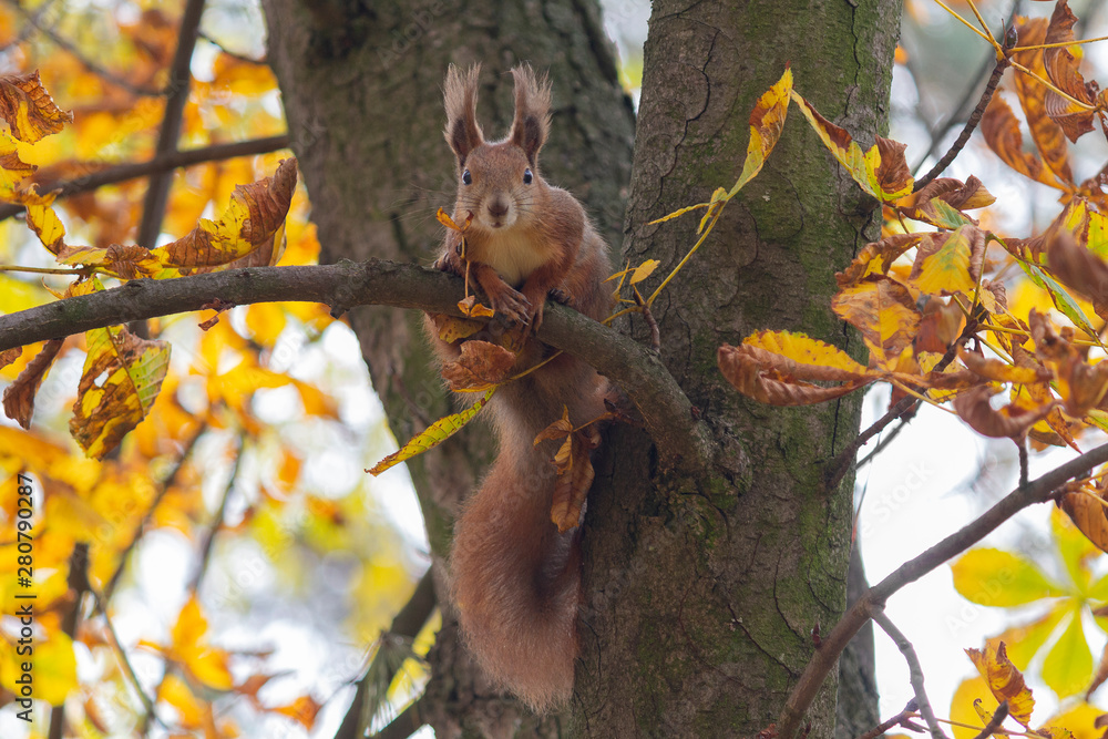 Curious red squirrel sits on a tree among the yellow leaves. Animals