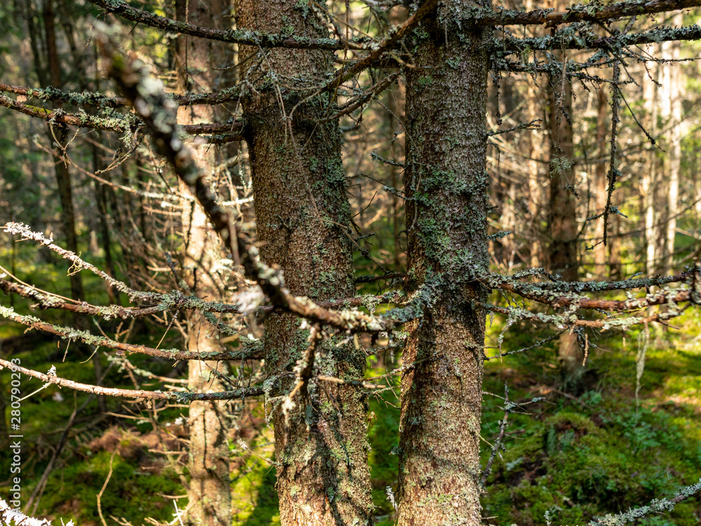 beautiful spruce forest, old trees, many branches, moss, autumn forest, latvia beautiful spruce forest, old trees, many branches, moss, autumn forest, latvia