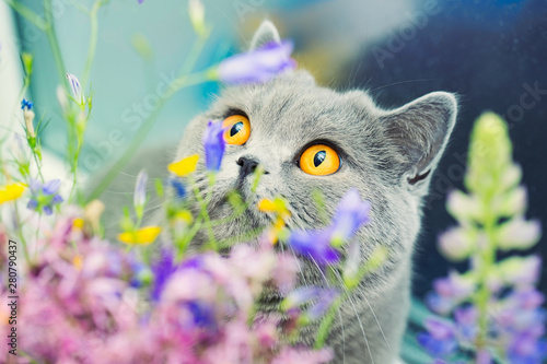Photography Cute gray shorthair cat and wild flowers, curious pet close up
