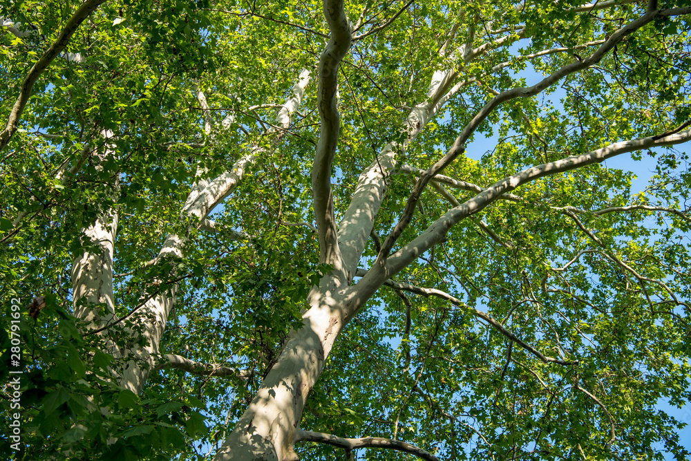 Obraz premium Green tree branches against the blue sky