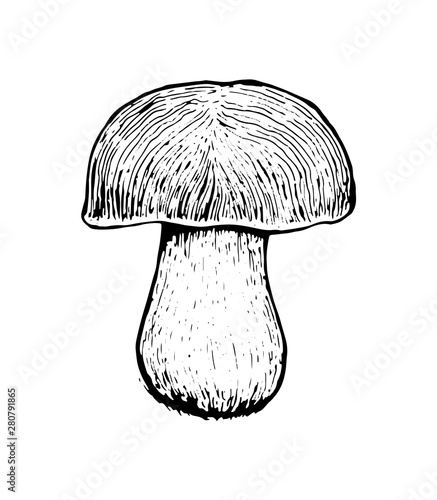 Mushrooms. Set graphics hand drawn, black and white vector. Retro style engravings. Part 2