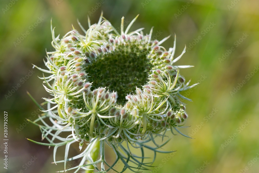 Wild Carrot (Dakus carota) used to reliably stop the diarrhea. The root