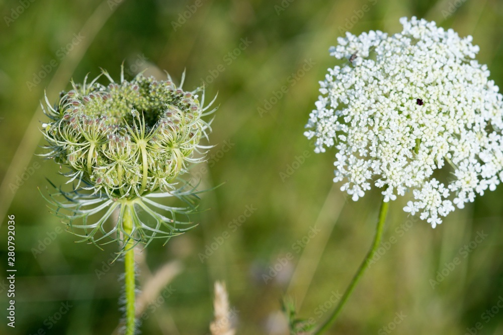 Wild Carrot (Dakus carota) used to reliably stop the diarrhea. The root