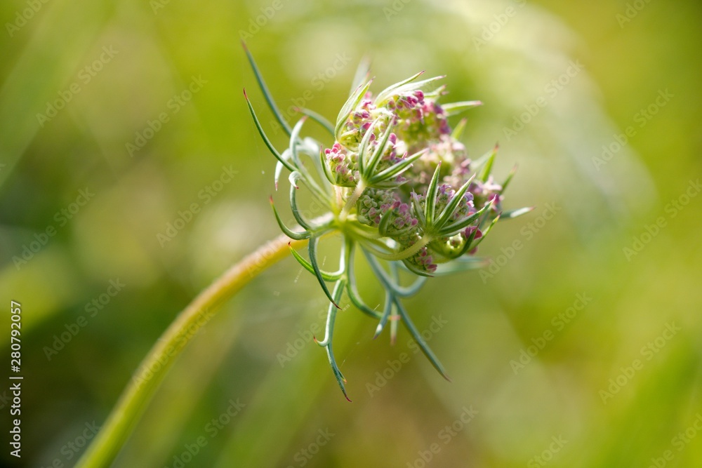 Wild Carrot (Dakus carota) used to reliably stop the diarrhea. The root