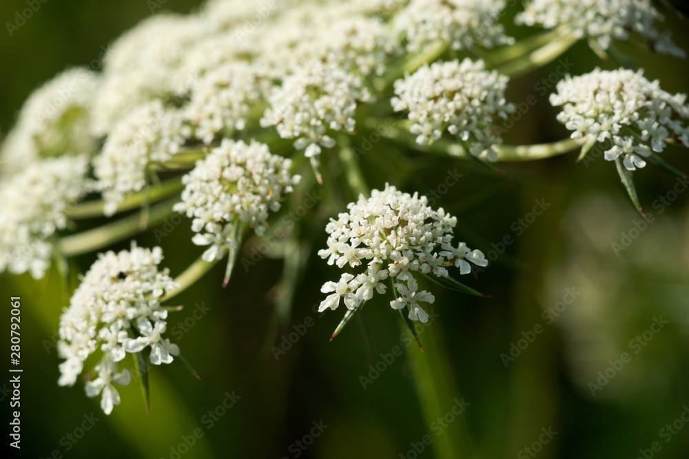 Wild Carrot (Dakus carota) used to reliably stop the diarrhea. The root