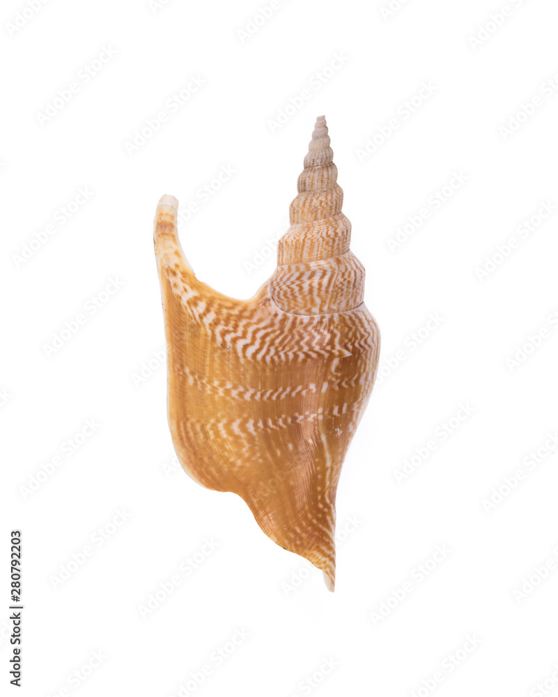 beautiful brown sea shell snail on white isolated background beautiful brown sea shell snail on white isolated background