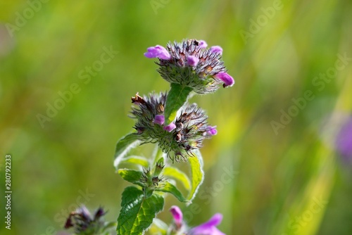 Field mint (Mentha arvensis) contains a lot of essential oils such as menthol has more than peppermint. © venars.original