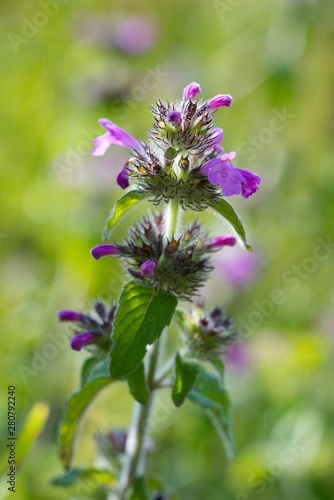 Field mint  Mentha arvensis  contains a lot of essential oils such as menthol has more than peppermint.