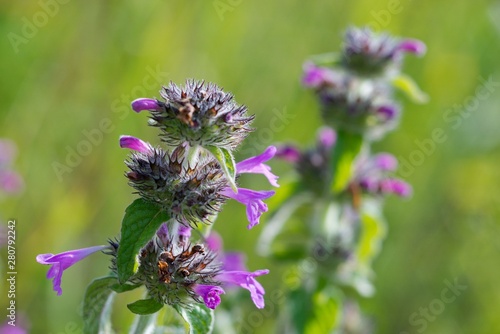 Field mint  Mentha arvensis  contains a lot of essential oils such as menthol has more than peppermint.