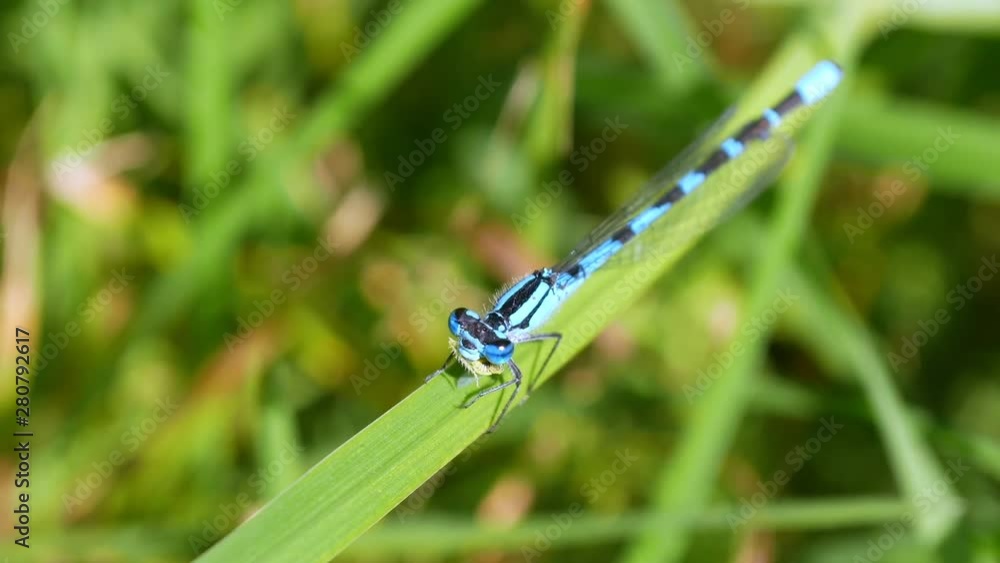 Blue dragonfly sitting on the grass, eating. Summer. Sun. Blue dragonfly sitting on the grass, eating. Summer. Sun.