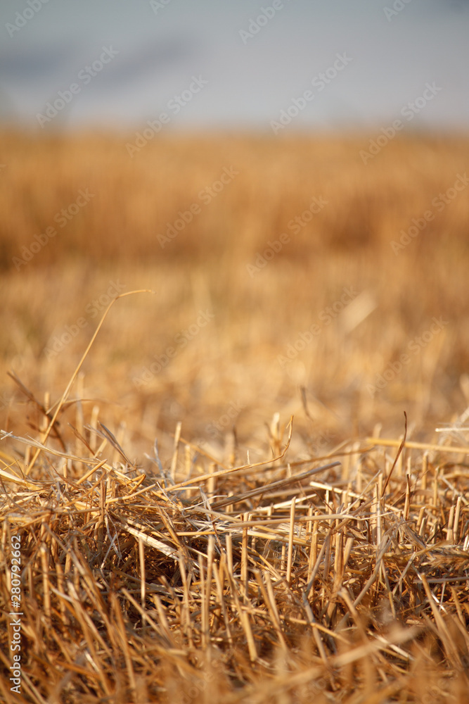 Fototapeta premium A golden stubble of mown wheat field against a blue sky, selective focus