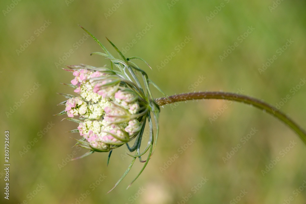 Wild Carrot (Dakus carota) used to reliably stop the diarrhea. The root