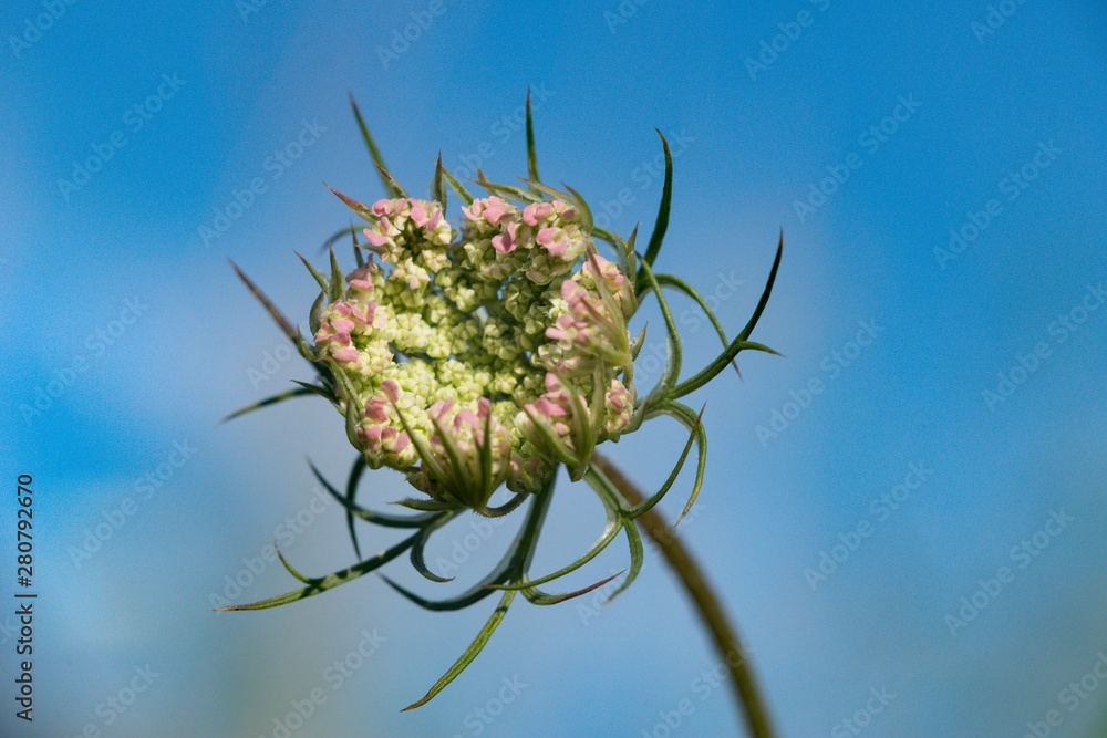 Wild Carrot (Dakus carota) used to reliably stop the diarrhea. The root