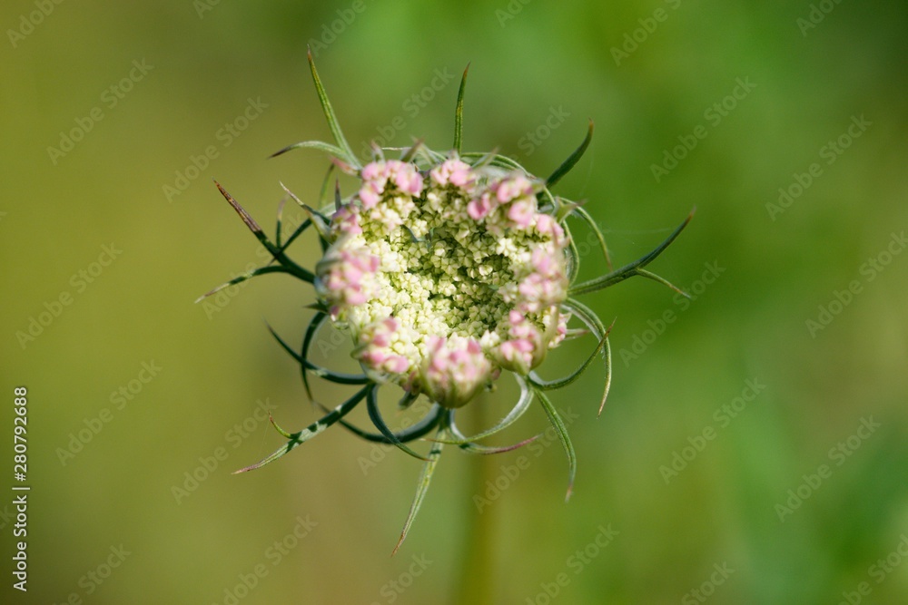 Wild Carrot (Dakus carota) used to reliably stop the diarrhea. The root