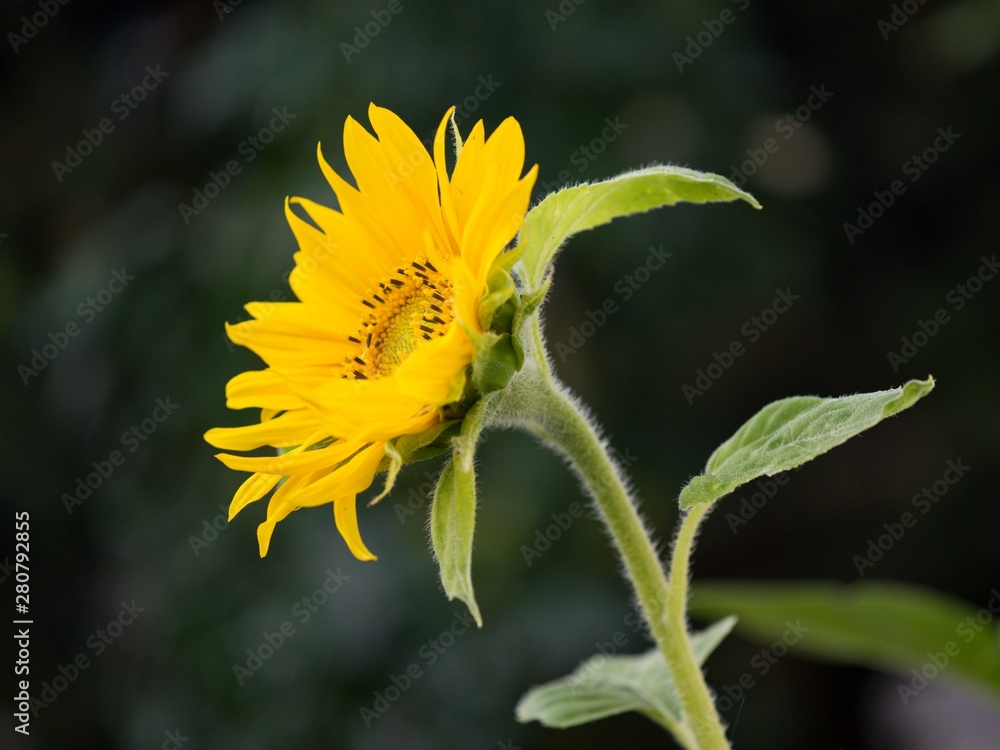 Sunflower (Helianthus) is a genus of tall herbs of the family Asteraceae. Sunflower (Helianthus) is a genus of tall herbs of the family Asteraceae.