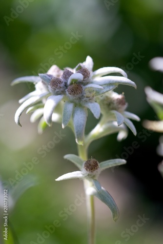 Fototapeta Naklejka Na Ścianę i Meble -  Edelweiss - protected mountain plant, rare flower.
