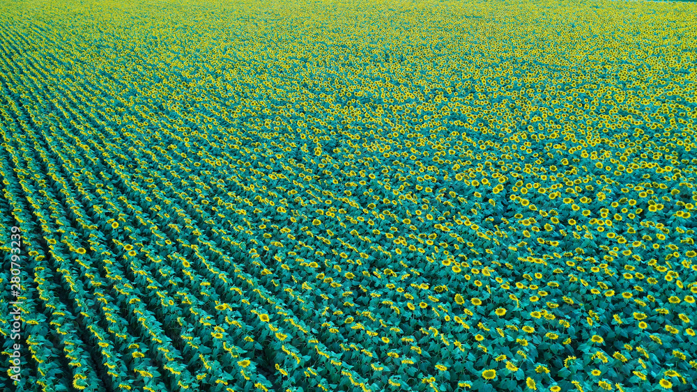 Aerial view of Sunflower field at sunset. From drone Aerial view of Sunflower field at sunset. From drone